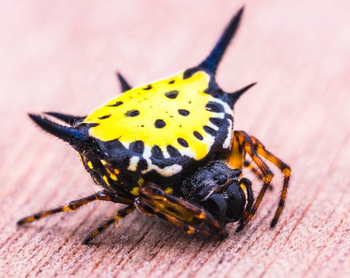 Necrobia rufipes