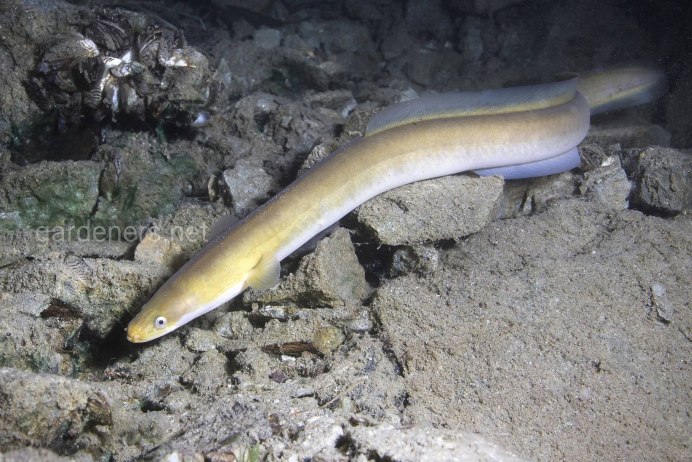 Elaphe carinata