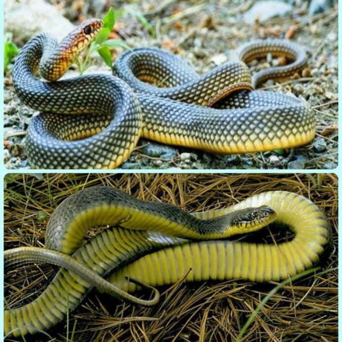 Восточная Степная гадюка Vipera Renardi (Christoph, 1861)