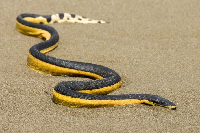 Желтобрюхий полоз (Dolichophis caspius)