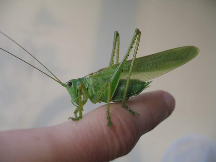 Tettigonia caudata