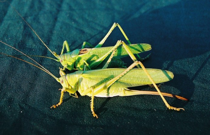 Tettigonia orientalis