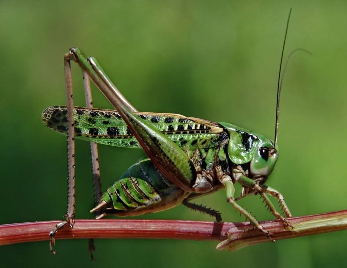 Кузнечик Tettigonia viridissima