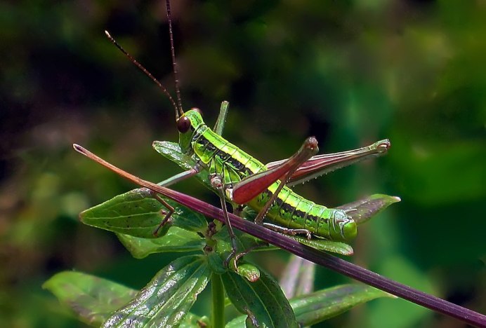 Кузнечик хвостатый Tettigonia caudata