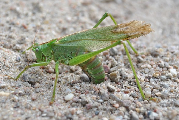 Кузнечика (семейство Tettigoniidae