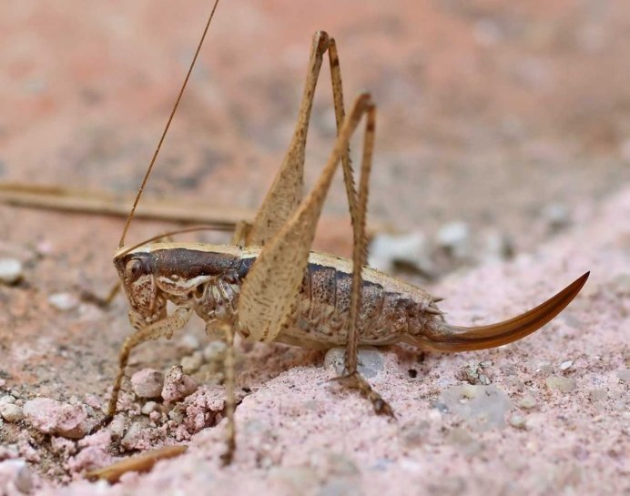 Giant Katydid