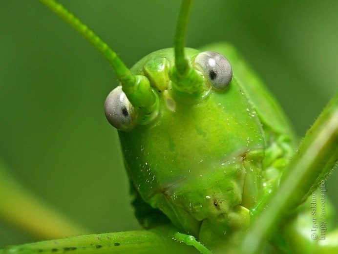 Tettigonia caudata