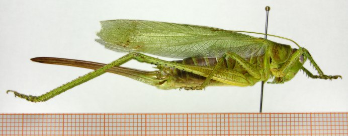 Tettigonia caudata