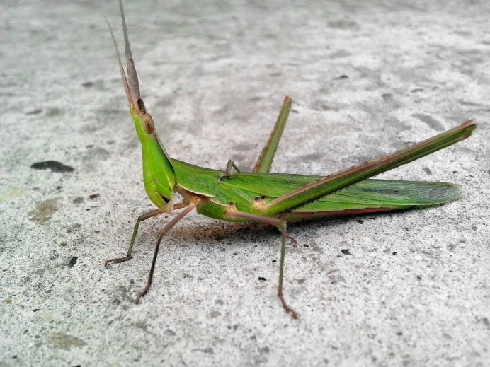 Tettigonia viridissima l.
