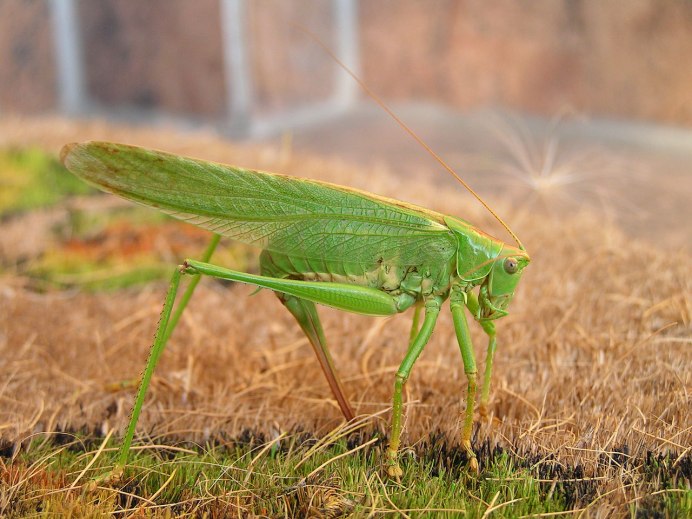 Euthystira brachyptera