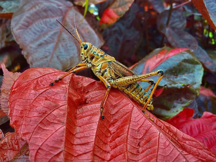 Tettigonia viridissima