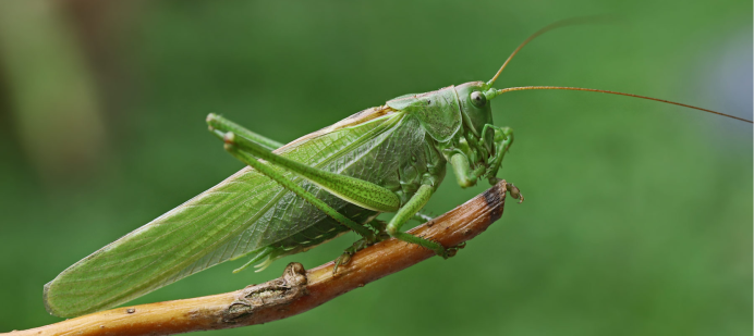 Tettigonia cantans длиннокрылая форма