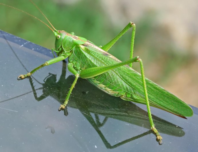 Кузнечик серый (Decticus verrucivorus)