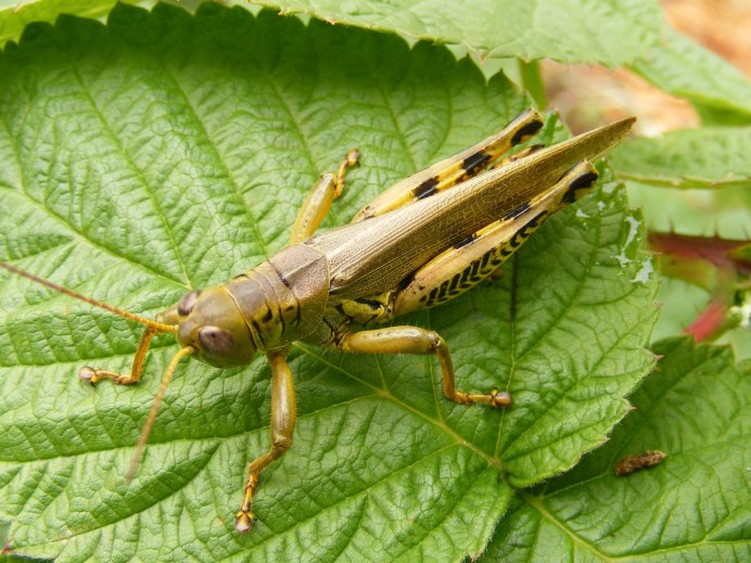 Deinacrida heteracantha