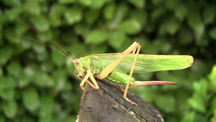 Серый кузнечик Decticus