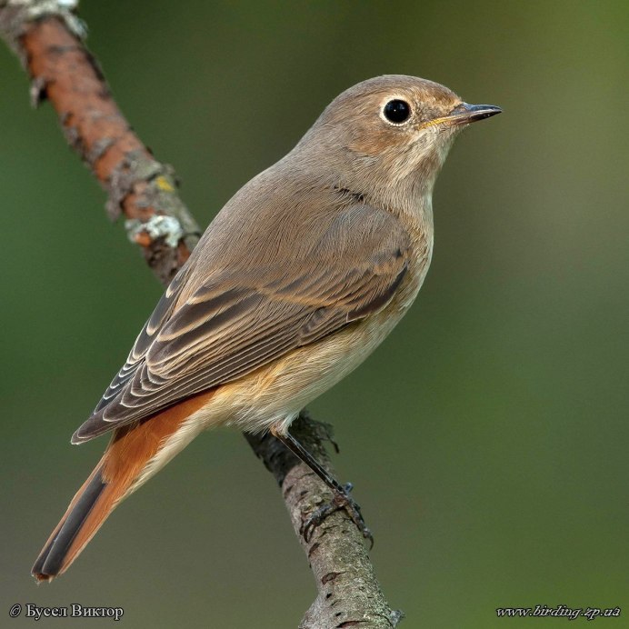 Горихвостка-Чернушка птица