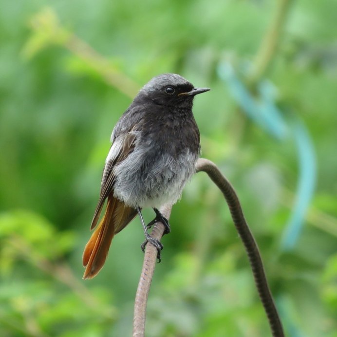 Перо горихвостки