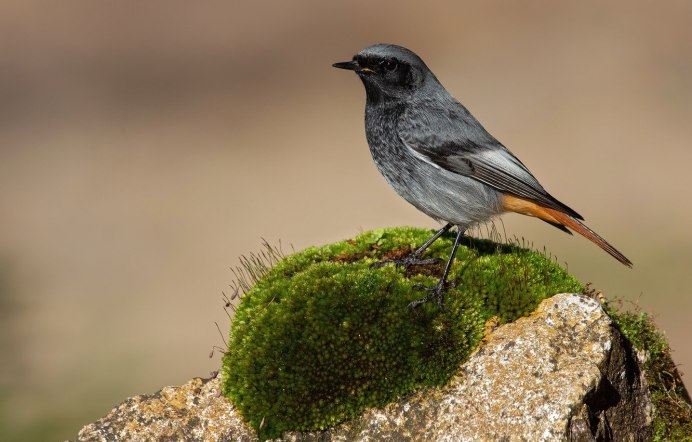 Маленькая коричневая птичка