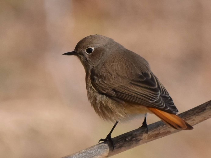 Обыкновенная горихвостка (Phoenicurus Phoenicurus)