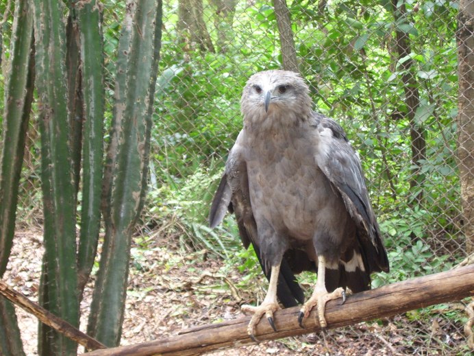 Harpyhaliaetus coronatus