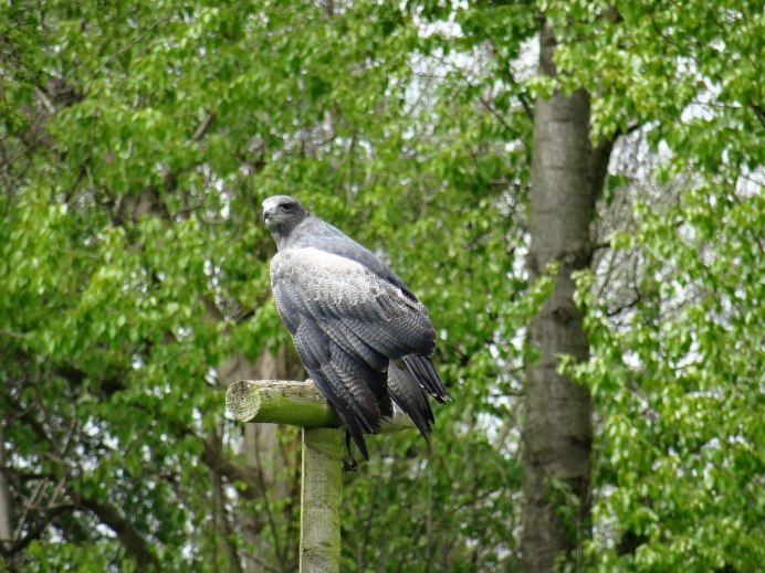 Lophaetus occipitalis