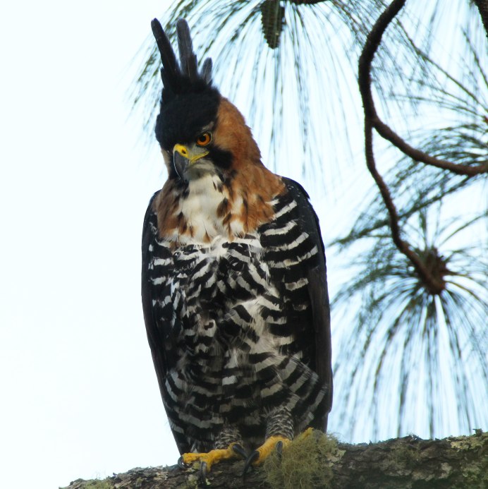 Spizaetus nipalensis