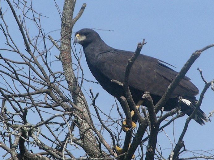 Spizaetus cirrhatus
