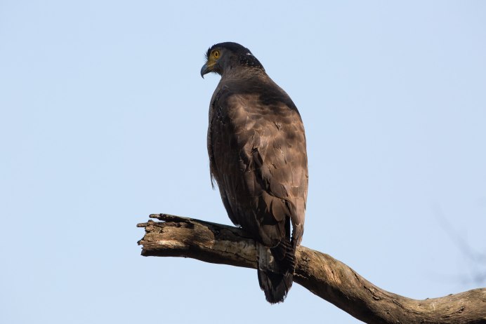 Black-and-Chestnut Eagle