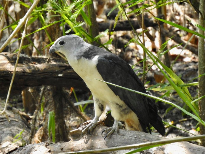 Spilornis Cheela