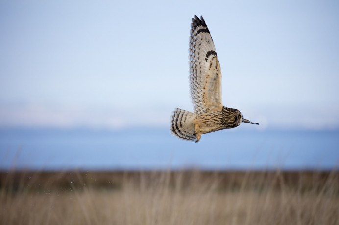 Short Bird