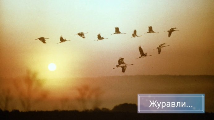 Птицы собираются в стаи