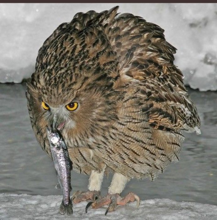 Сова сипуха с мышью