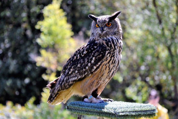Европейский Филин (Bubo Bubo)
