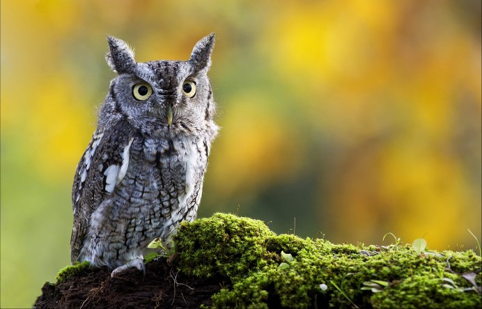 Филин (Bubo Bubo Linnaeus, 1758)