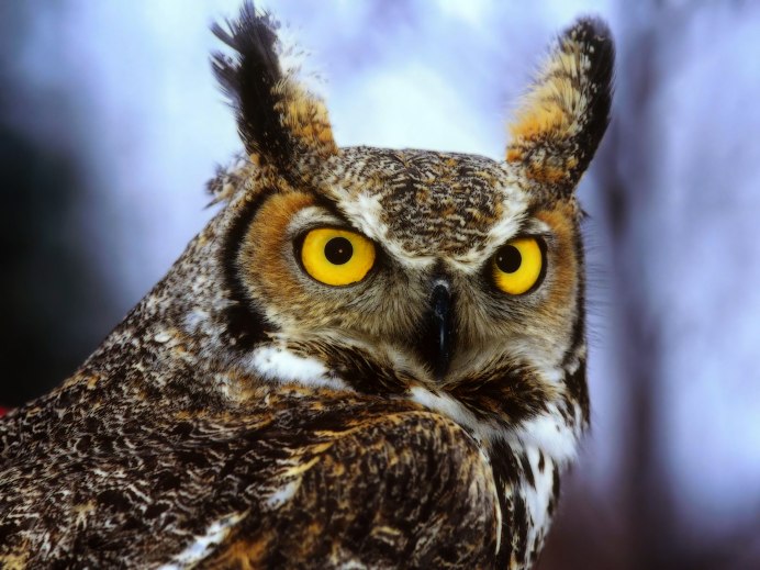 Филин обыкновенный (Bubo Bubo)