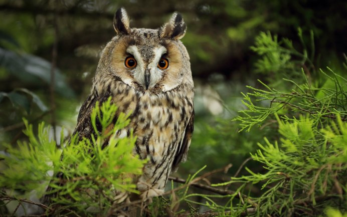 Европейский Филин (Bubo Bubo)