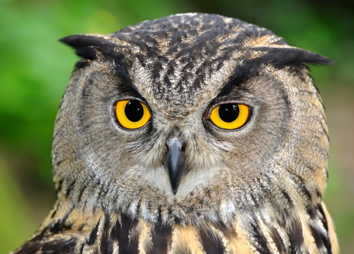 Филин обыкновенный (Bubo Bubo)