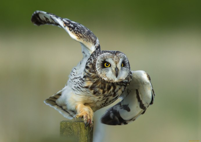 Филин обыкновенный (Bubo Bubo)