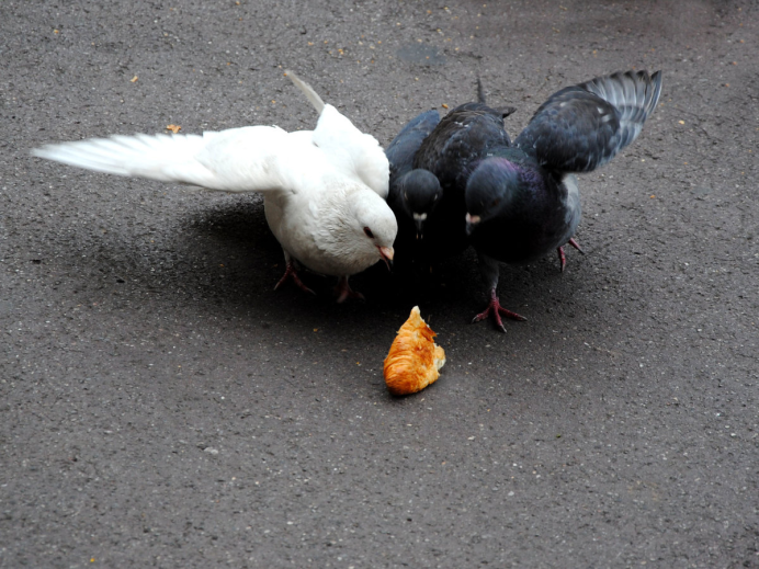Много голубей вокруг человека