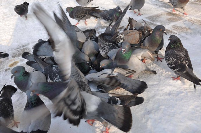 Стая голубей