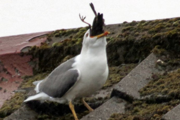 Кольчатая Горлица с дикими голубями
