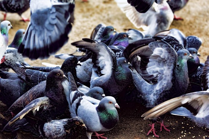 Голуби в парке зима