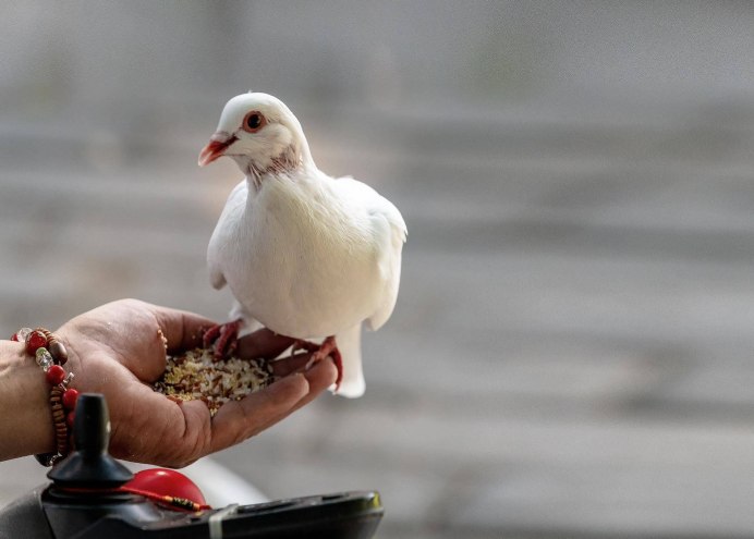 Голуби породы бельгийцы