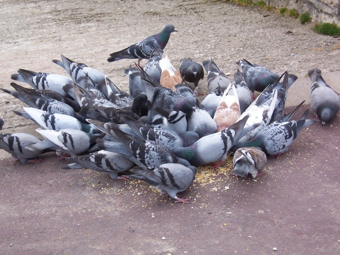 Голуби Европы