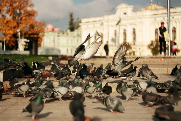 Летающий голубь