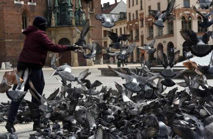 Много голодных голубей