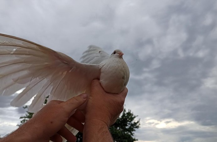 Бешеный голубь