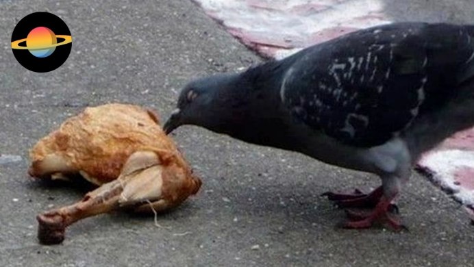 Голубь ест хлеб