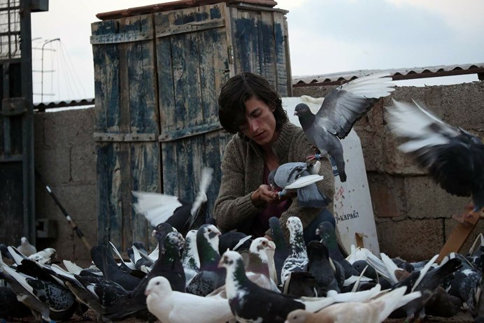 Голодные голуби