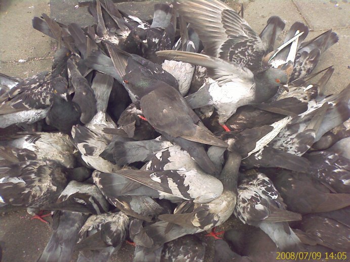 Голодные голуби